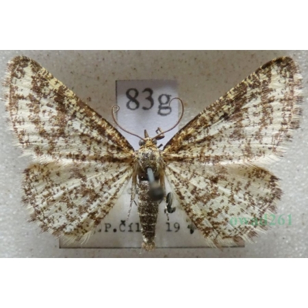 Heliomata glarearia (Denis & Schiffermüller, 1775) Witalnik dziarstwiak Czech83g